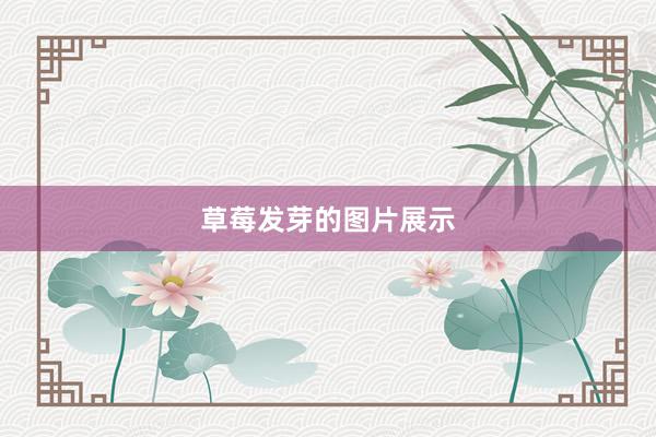 草莓发芽的图片展示